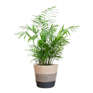 Chamadorea Elegans met Mand Lissabon Schwarz - 55cm - Ø17