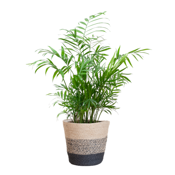 Chamadorea Elegans met Mand Lissabon Schwarz - 55cm - Ø17