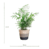 Chamadorea Elegans met Mand Lissabon Schwarz - 55cm - Ø17