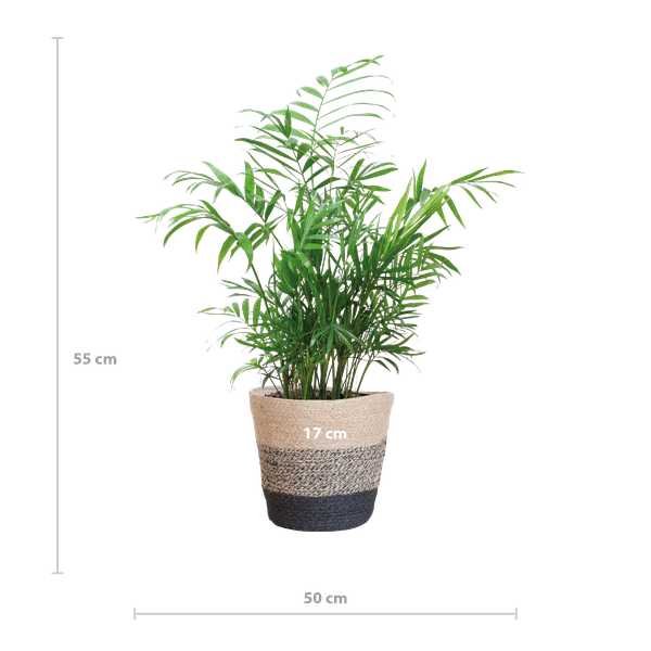 Chamadorea Elegans met Mand Lissabon Schwarz - 55cm - Ø17
