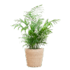 Chamadorea Elegans mit Sofia-Korb natur - 55cm - Ø17