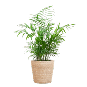 Chamadorea Elegans mit Sofia-Korb natur - 55cm - Ø17