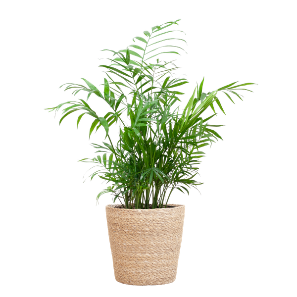 Chamadorea Elegans mit Sofia-Korb natur - 55cm - Ø17