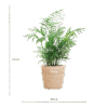 Chamadorea Elegans mit Sofia-Korb natur - 55cm - Ø17