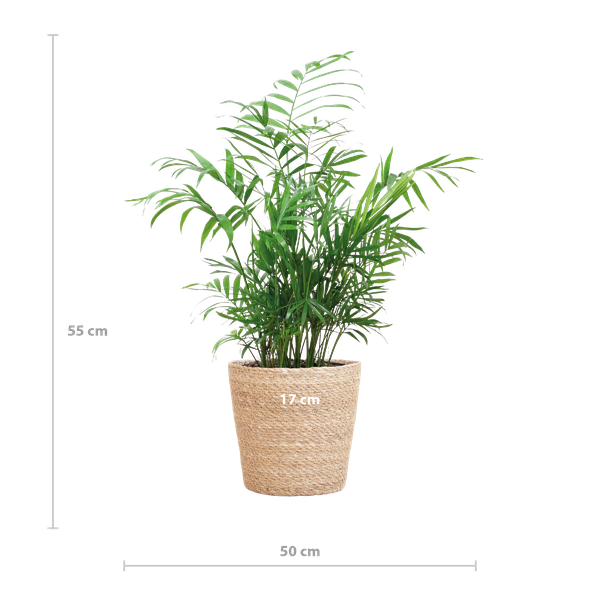 Chamadorea Elegans mit Sofia-Korb natur - 55cm - Ø17