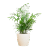 Chamadorea Elegans mit Viber weiß - 55cm - Ø17