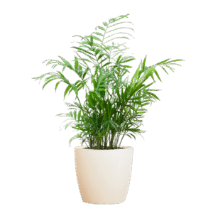 Chamadorea Elegans mit Viber weiß - 55cm - Ø17