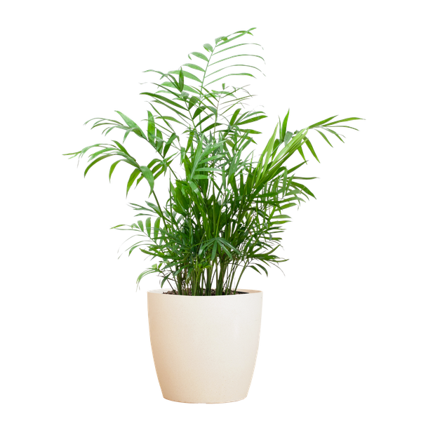 Chamadorea Elegans mit Viber weiß - 55cm - Ø17