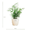 Chamadorea Elegans mit Viber weiß - 55cm - Ø17