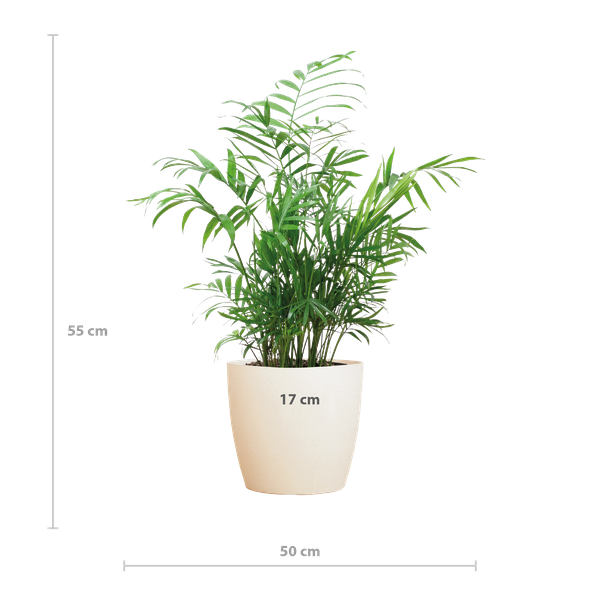 Chamadorea Elegans mit Viber weiß - 55cm - Ø17