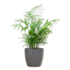 Chamadorea Elegans mit Viber Grau - 55cm - Ø17