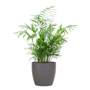 Chamadorea Elegans mit Viber Grau - 55cm - Ø17