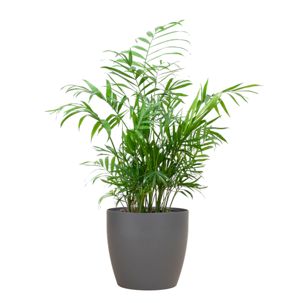 Chamadorea Elegans mit Viber Grau - 55cm - Ø17