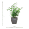 Chamadorea Elegans mit Viber Grau - 55cm - Ø17