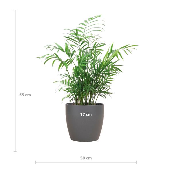 Chamadorea Elegans mit Viber Grau - 55cm - Ø17