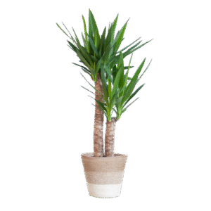 Yucca Elephantipes mit Korb Lissabon weiß - 90cm - Ø21