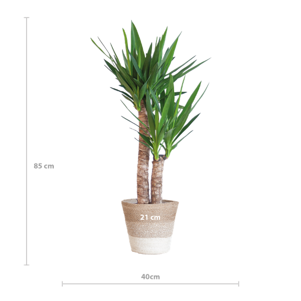 Yucca Elephantipes mit Korb Lissabon weiß - 90cm - Ø21