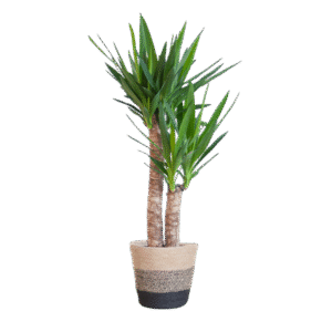 Yucca Elephantipes mit Korb Lissabon Schwarz - 90cm - Ø21