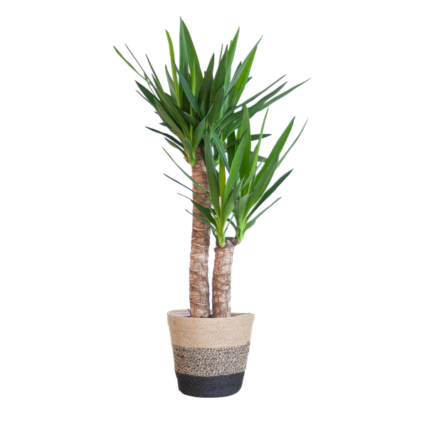 Yucca Elephantipes mit Korb Lissabon Schwarz - 90cm - Ø21
