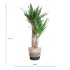 Yucca Elephantipes mit Korb Lissabon Schwarz - 90cm - Ø21