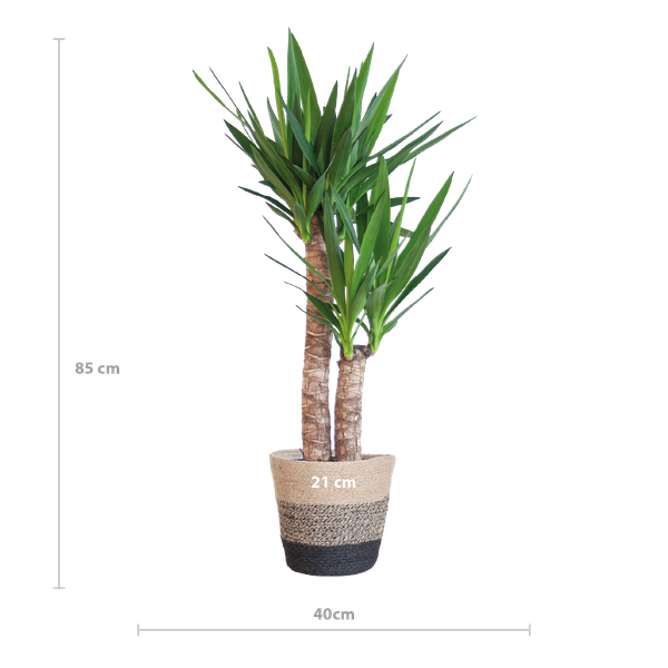 Yucca Elephantipes mit Korb Lissabon Schwarz - 90cm - Ø21