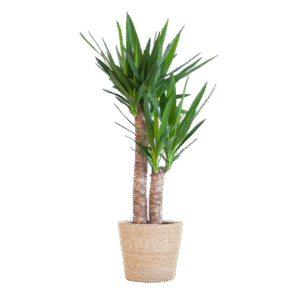 Yucca Elephantipes mit Sofia-Korb natur - 90cm - Ø21
