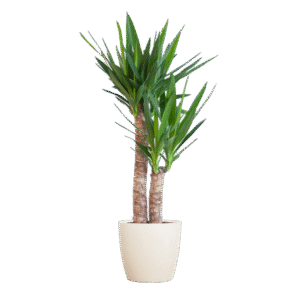 Yucca Elephantipes mit Viber weiß - 90cm - Ø21