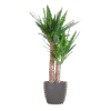 Yucca Elephantipes mit Viber Schwarz - 90cm - Ø21