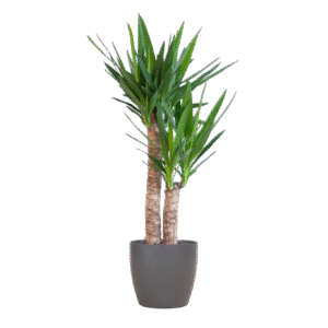Yucca Elephantipes mit Viber Schwarz - 90cm - Ø21