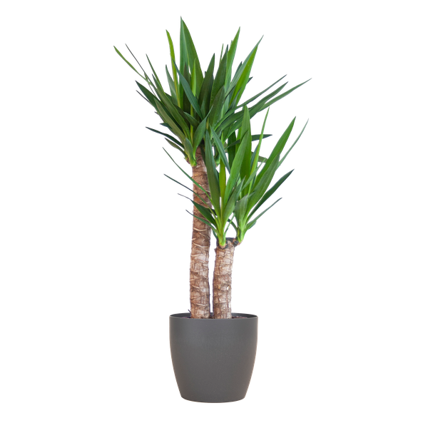 Yucca Elephantipes mit Viber Schwarz - 90cm - Ø21