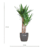 Yucca Elephantipes mit Viber Schwarz - 90cm - Ø21