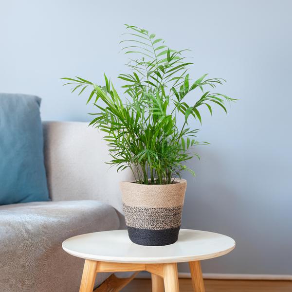 Chamadorea Elegans met Mand Lissabon Schwarz - 55cm - Ø17