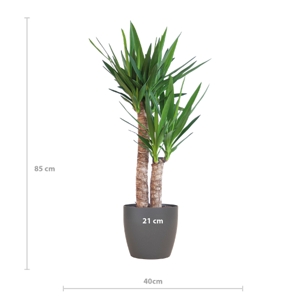 Yucca Elephantipes mit Viber Schwarz - 90cm - Ø21