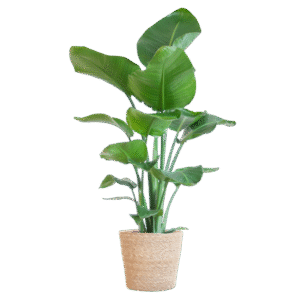 Strelitzia Nicolai mit Korb Sofia natur - 80cm - Ø21