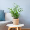 Chamadorea Elegans mit Sofia-Korb natur - 55cm - Ø17