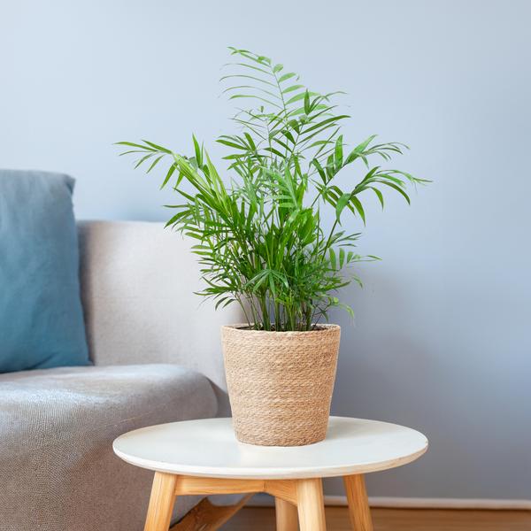 Chamadorea Elegans mit Sofia-Korb natur - 55cm - Ø17
