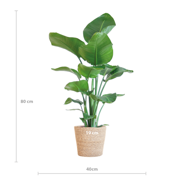 Strelitzia Nicolai mit Korb Sofia natur - 80cm - Ø21
