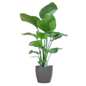 Strelitzia Nicolai mit Viber-Topf Grau – 80 cm – Ø21