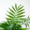 Chamadorea Elegans mit Viber Grau - 55cm - Ø17