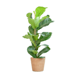 Ficus Lyrata mit Korb Sofia natur - 80cm - Ø21