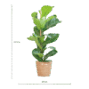 Ficus Lyrata mit Korb Sofia natur - 80cm - Ø21