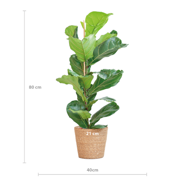 Ficus Lyrata mit Korb Sofia natur - 80cm - Ø21