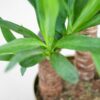 Yucca Elephantipes mit Korb Lissabon Schwarz - 90cm - Ø21