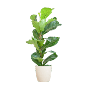 Ficus Lyrata mit Viber-Topf weiß – 80 cm – Ø21