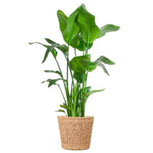 Strelitzia Nicolai XL mit Torun-Korb – 140 cm – Ø27