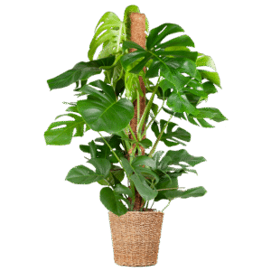 Monstera Deliciosa XL mit Torun-Korb – 120 cm – Ø24