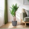 Yucca Elephantipes mit Viber Schwarz - 90cm - Ø21