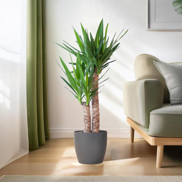 Yucca Elephantipes mit Viber Schwarz - 90cm - Ø21