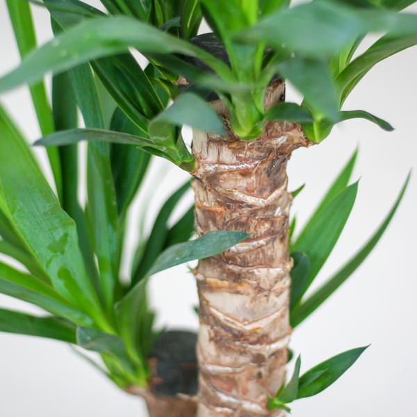Yucca Elephantipes mit Viber Schwarz - 90cm - Ø21