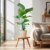 Strelitzia Nicolai mit Korb Sofia natur - 80cm - Ø21